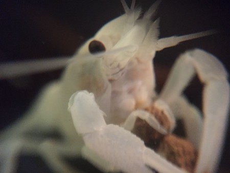 Clarkii White Kreeft